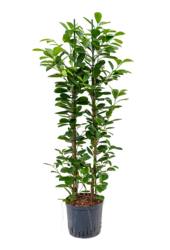 Hydroplant Ficus Microcarpa Moclame