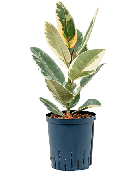 Hydroplante Ficus