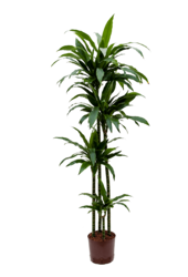 Hydroplante Dracaena Fragrans Janet Craig