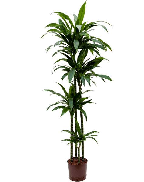 Hydroplante Dracaena