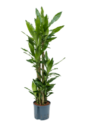 Hydroplante Dracaena Fragrans Burundii