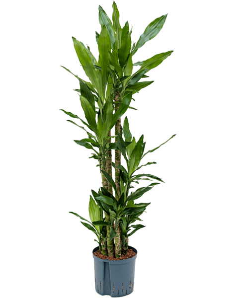 Hydroplante Dracaena