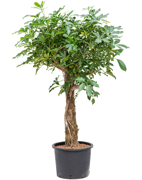 Hydroplant Schefflera