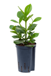 Hydroplante Clusia Rosea Princess