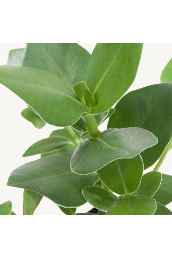 Hydroplante Clusia Rosea Princess