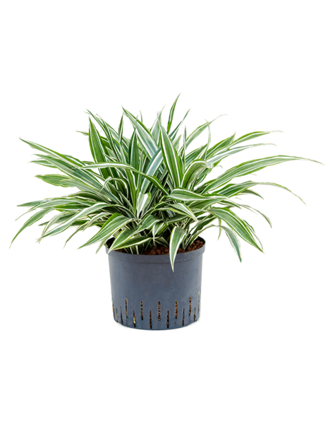 Hydroplante Dracaena