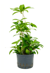 Hydroplante Dracaena Surculosa