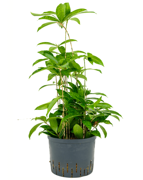 Hydroplante Dracaena