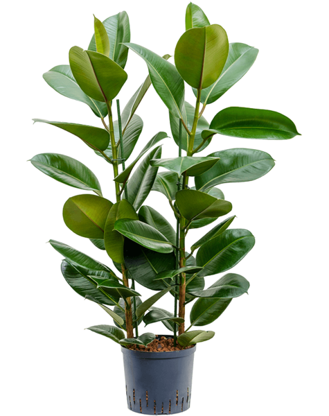 Hydroplante Ficus