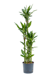 Hydroplante Dracaena Fragrans Burundii