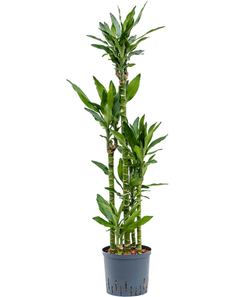 Hydroplante Dracaena