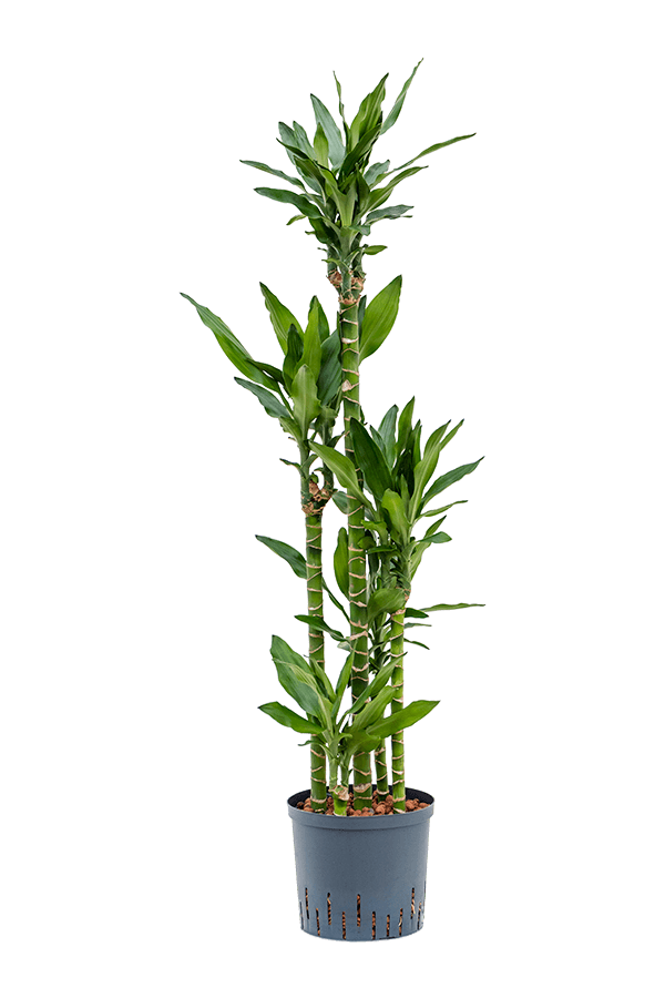 Hydroplante Dracaena Fragrans Burundii
