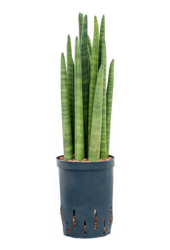 Hydroplant Sansevieria Cylindrica Tower