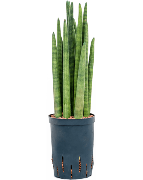 Hydroplante Sansevieria