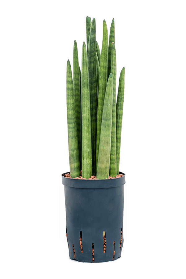 Hydroplant Sansevieria Cylindrica Tower