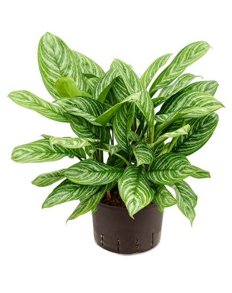 Hydroplante Aglaonema