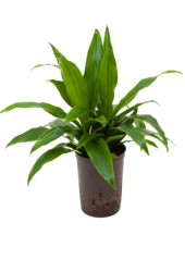 Hydroplante Dracaena Fragrans Janet Craig