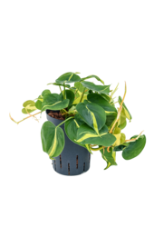 Plante hydroponique Philodendron Scandens Brasil