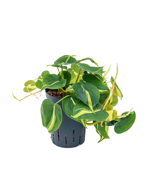 Plante hydroponique Philodendron