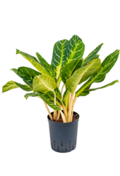 Hydroplant Aglaonema Key Lime