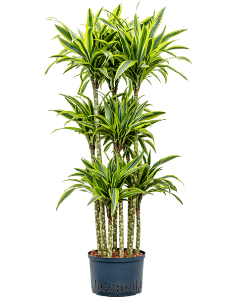 Hydroplant Dracaena