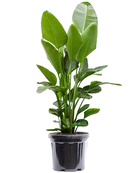 Strelitzia XL