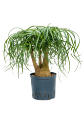 Plante hydroponique Beaucarnea Recurvata