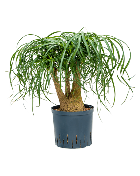Plante hydroponique Beaucarnea