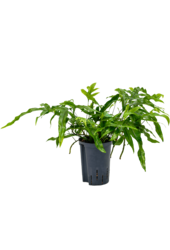 Hydroplante Microsorum Diversifolium