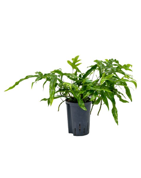 Hydroplante Microsorum