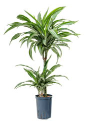 Hydroplante Dracaena Fragrans Ulises