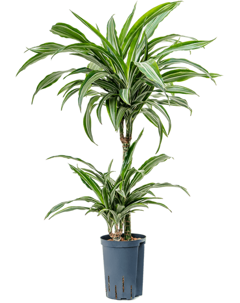 Hydroplante Dracaena