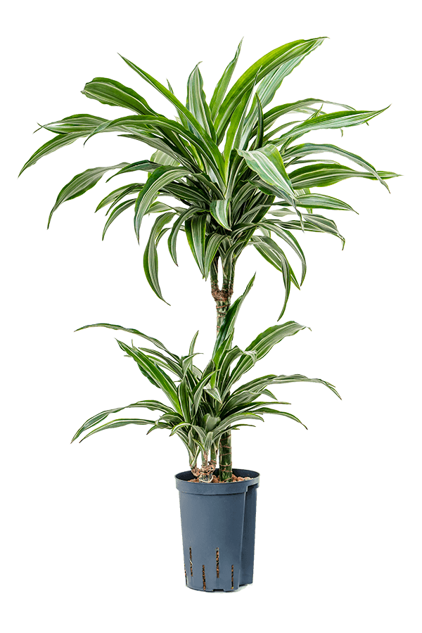 Hydroplant Dracaena Fragrans Ulises