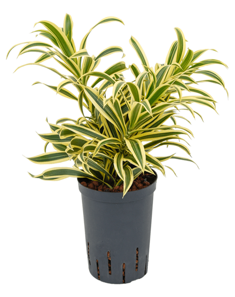 Hydroplante Pleomele