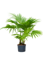 Plante hydroponique Livistona Chinensis