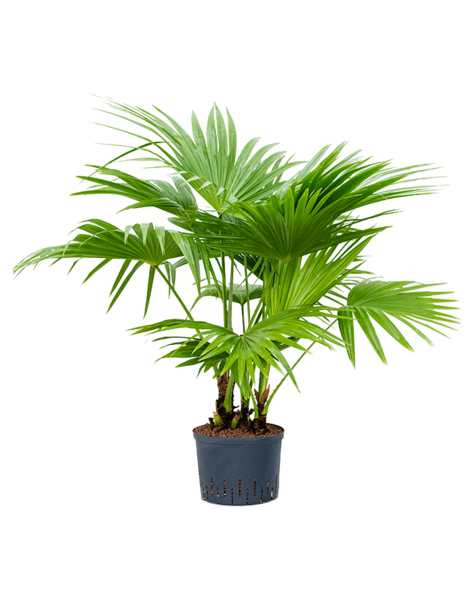 Plante hydroponique Livistona