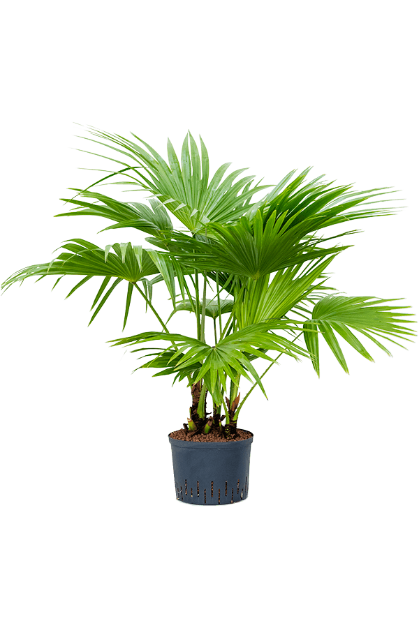 Plante hydroponique Livistona Chinensis