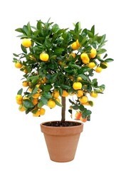 Oranger M en Terra Cotta