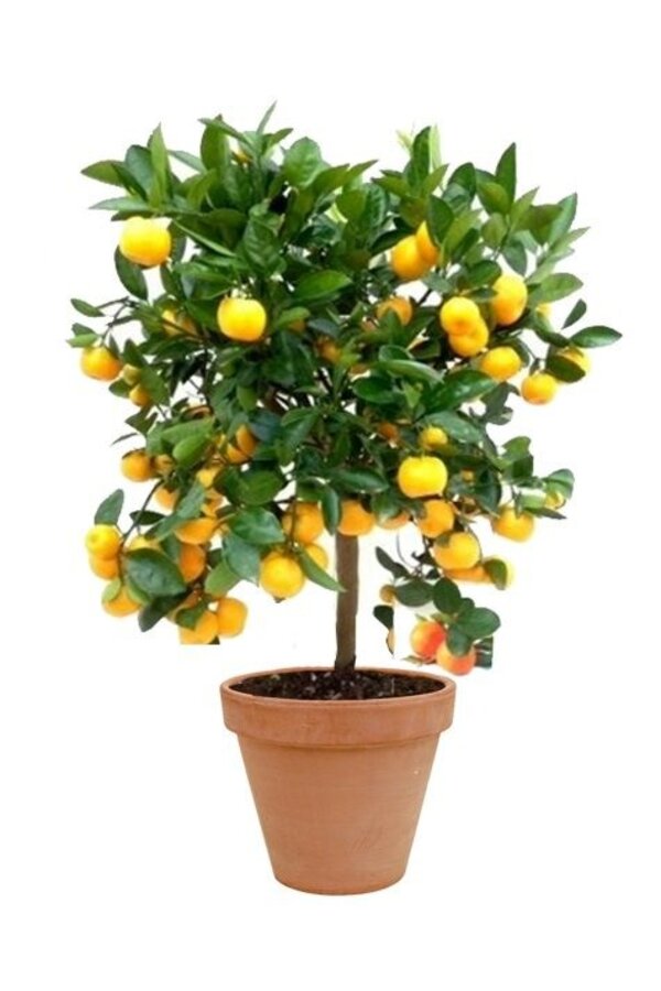 Oranger M en Terra Cotta