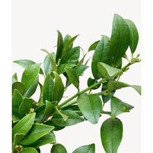 TerraCotta | Citroenboom