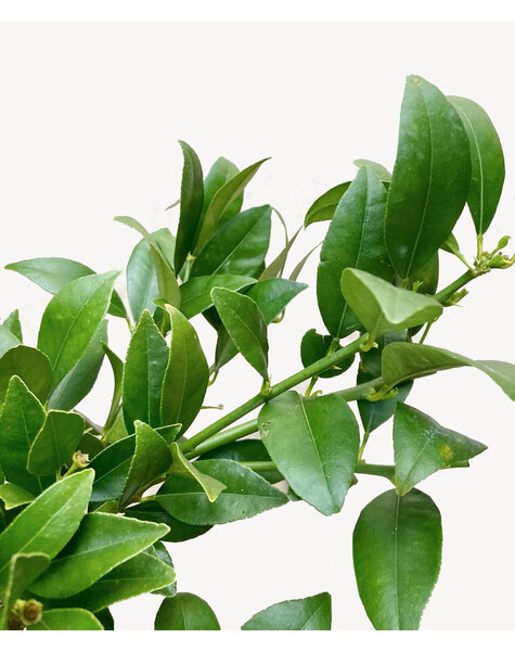 TerraCotta | Citronnier