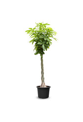 Pachira Aquatica KingSize