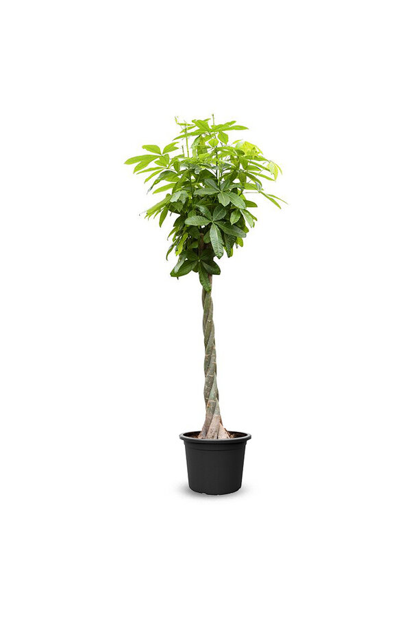 Pachira Aquatica KingSize