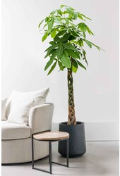 Pachira Aquatica KingSize