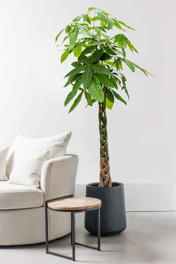Pachira Aquatica KingSize
