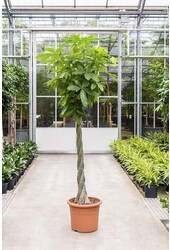 Pachira Aquatica KingSize