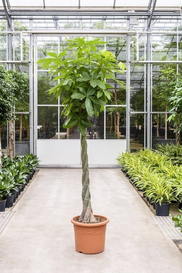 Pachira Aquatica KingSize