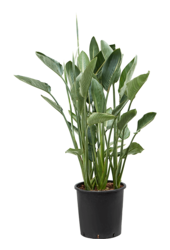 Strelitzia Reginae