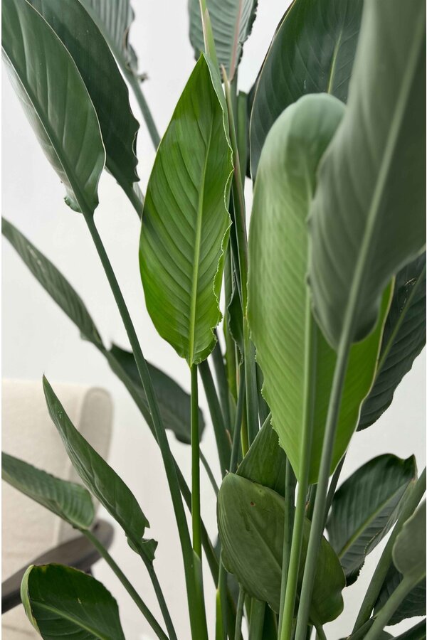 Strelitzia Reginae