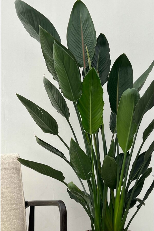 Strelitzia Reginae